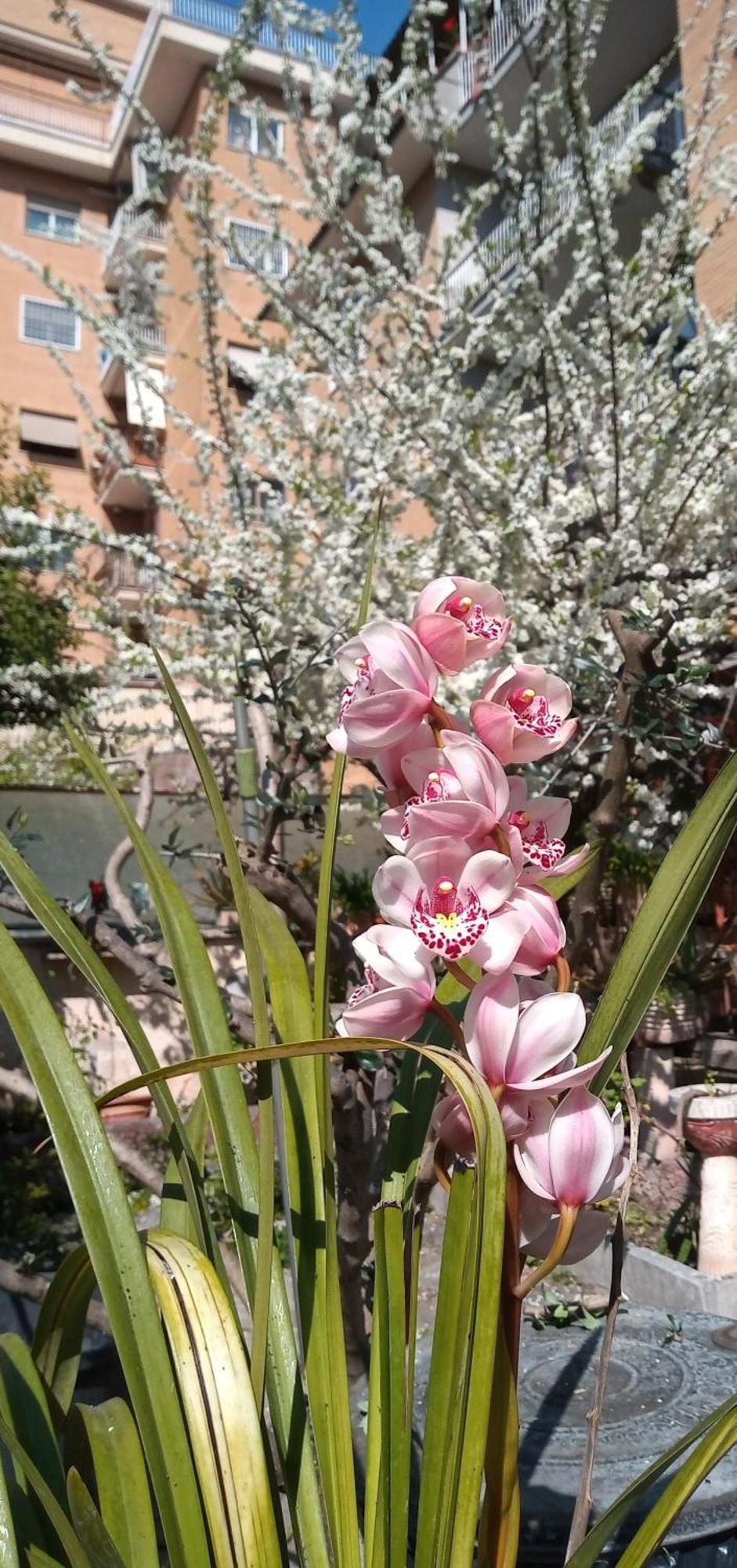 Appartamento Il Giardino Dell'eden 10 - Turistico Di Barbara C